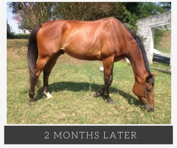 The Natural Solution for Horse Health Problems Efficient Microbes