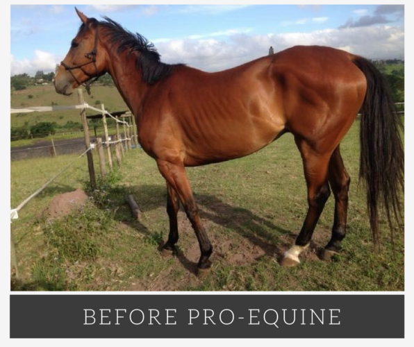 The Natural Solution for Horse Health Problems Efficient Microbes