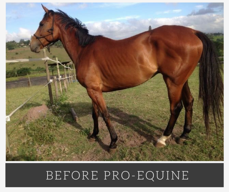 The Natural Solution for Horse Health Problems Efficient Microbes